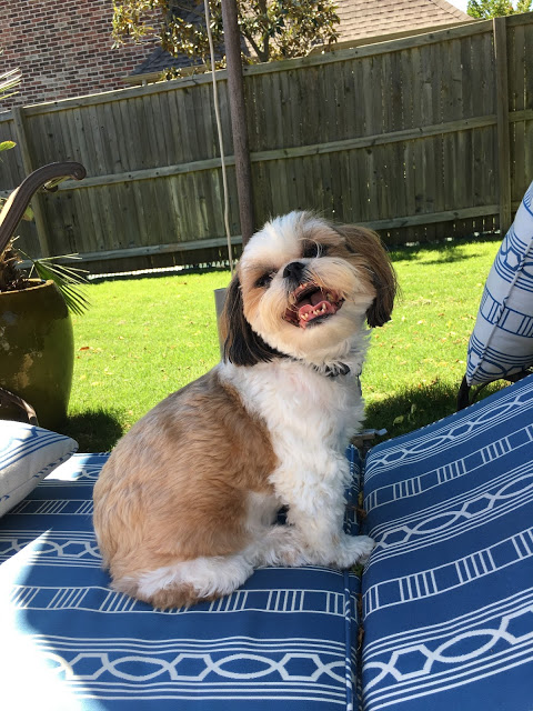 outdoor fabric dog